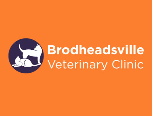 How Brodheadsville Vet Clinic’s Staff Helps More Clients in Less Time With Flow