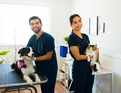 Building a High-Performing Team in Your Vet Clinic