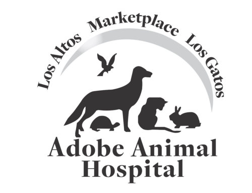 Adobe Animal Hospital and Otto Solve the Problems of Traditional Membership Programs with Care 2.0