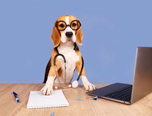 A Comprehensive Guide for Practice Managers to Elevate Your Vet Clinic