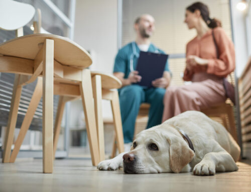 9 New Ways to Give Pet Owners World Class Support…Without Taking Valuable Time from Your Staff
