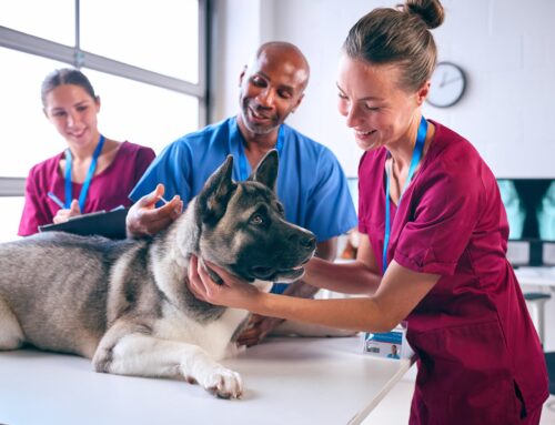 Building a Dream Team for Your Veterinary Clinic