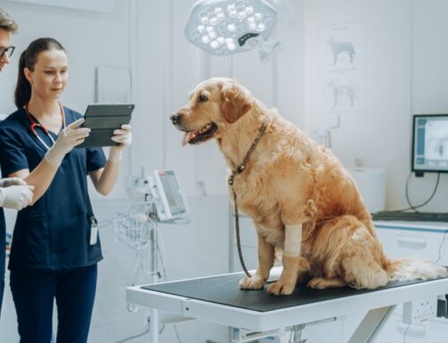 How Tech-Based Services in Veterinary Clinics Bridge the Gap for All Ages
