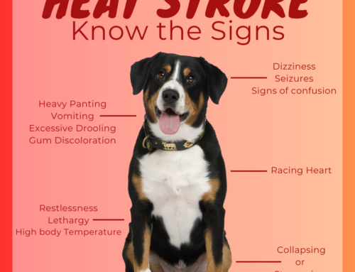 Pawsitive Heatwave Solutions: Vet-Approved Tips to Protect Your Pets from Rising Temperatures