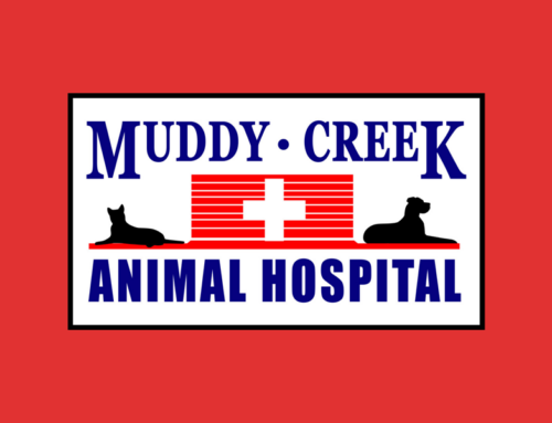 How Muddy Creek Animal Hospital Simplified Client Communication by Switching to Otto Flow