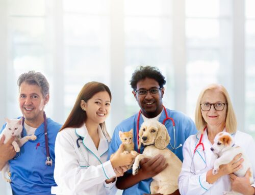 Elevating Veterinary Clinic Management for Optimal Pet Wellness