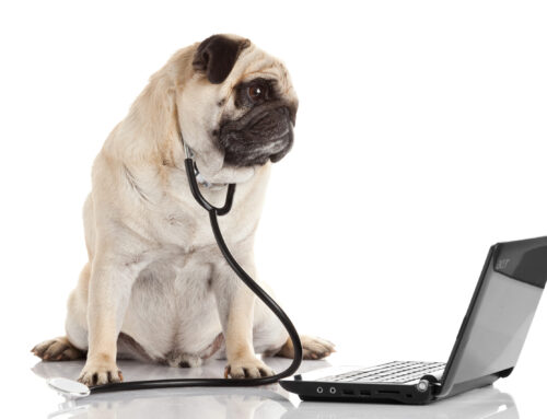 Mastering Email Marketing for Veterinary Clinics: Engage Pet Parents Effectively