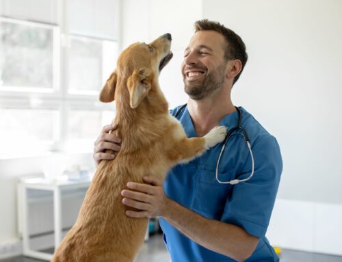 The Evolution of Care Conversations in Veterinary Medicine