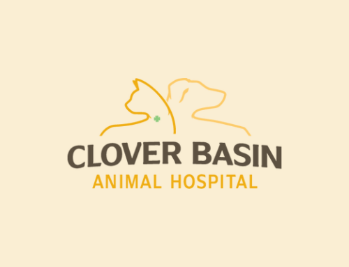 Profit with Heart – How Clover Basin Animal Hospital is Blending Compassion with Profit