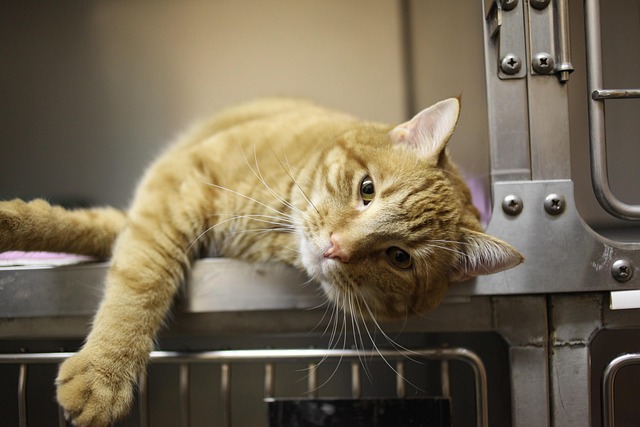 National Adopt a Cat Month – Otto Preview of the front desk efficiency checklist