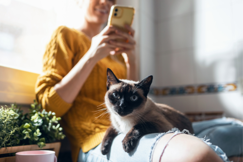 Feline Adult Wellness Form