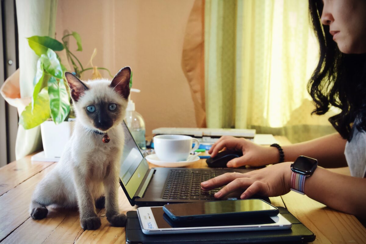 people-are-using-their-laptop-to-work-at-home-and-2024-11-26-13-02-46-utc
