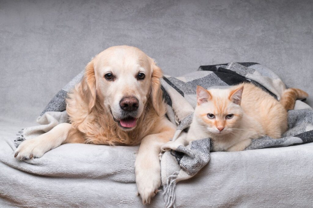 FA_Senior-Pets-1-1200×800 Image of 5 Technology-Powered Efficiencies