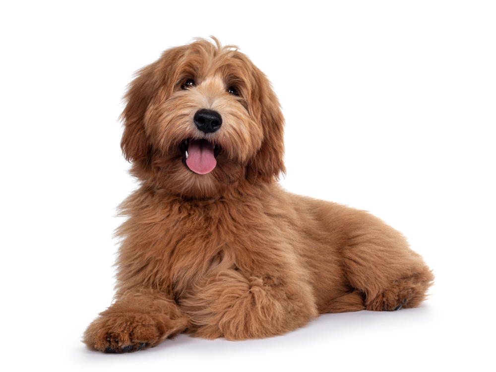 Adorable,Red,/,Abricot,Labradoodle,Dog,Puppy,,Laying,Down,Side