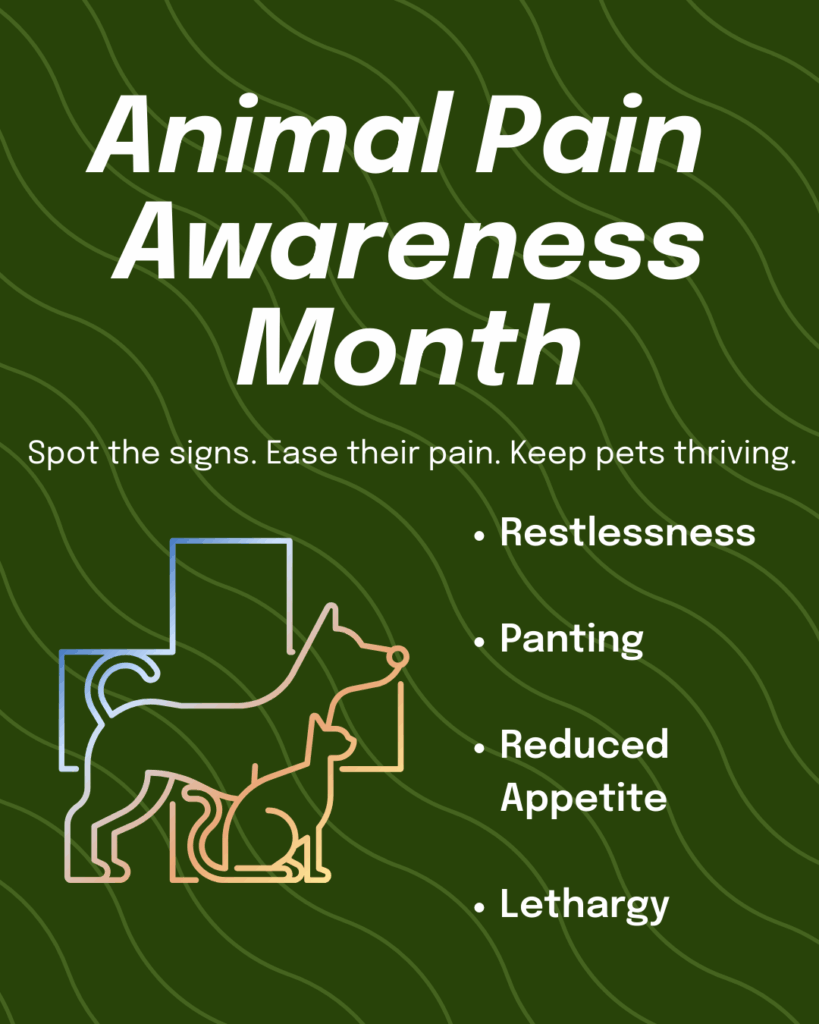 Animal Pain Awareness Month Image of 5 Technology-Powered Efficiencies