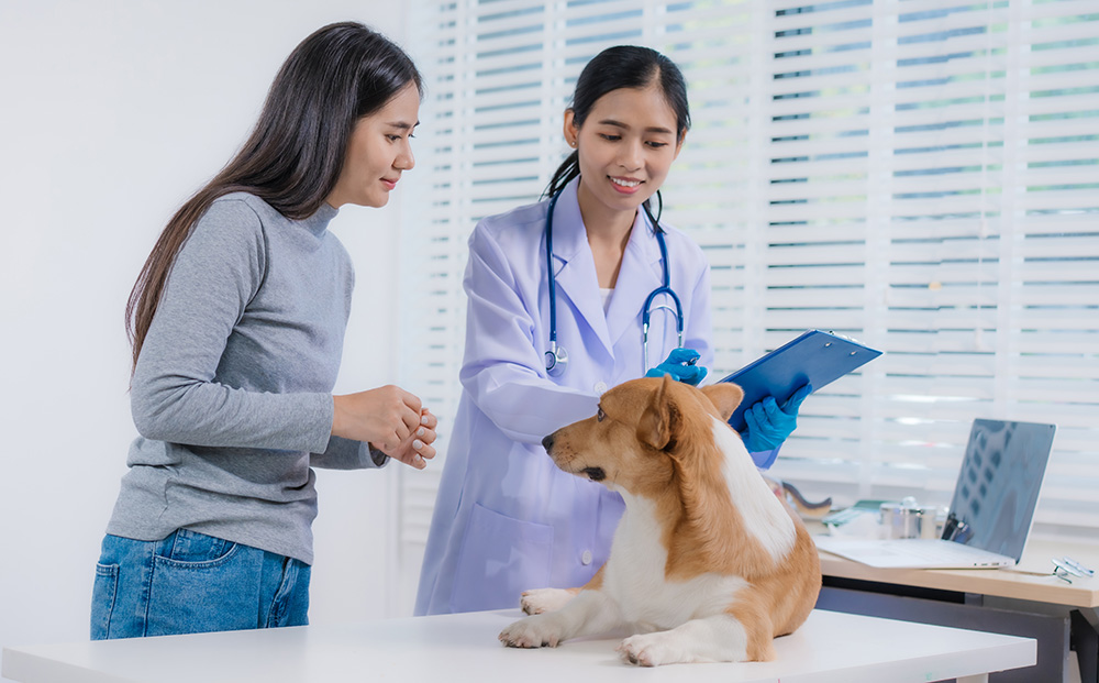 An Asian female veterinarian provides professional advice to a p