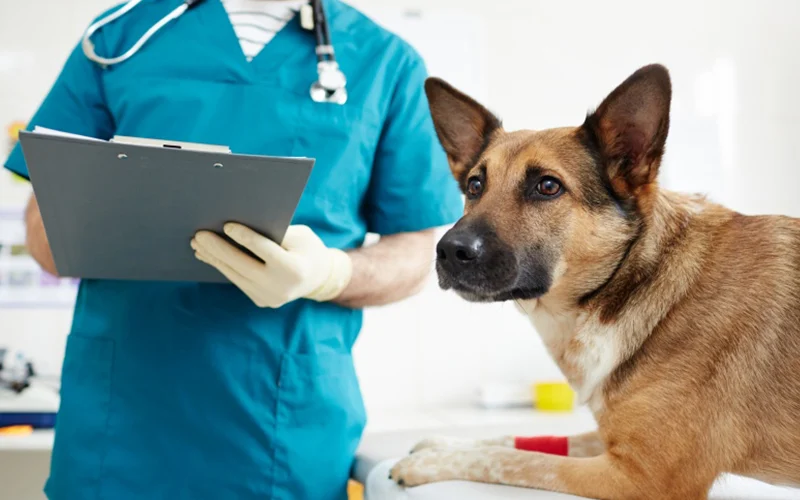 veterinary-forms Image of 5 Technology-Powered Efficiencies