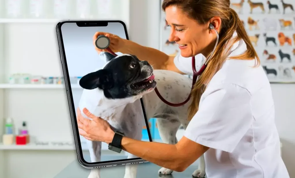 Digital-Client-Box-Vet-2.jpg Image of 5 Technology-Powered Efficiencies